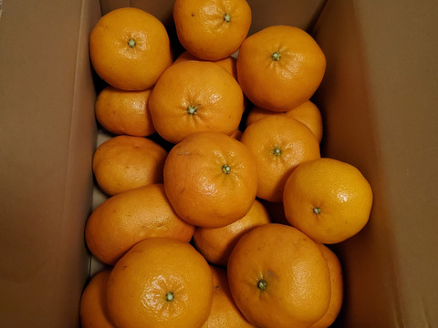 最上級の満足感！無選果【木取り】甘平（５ｋｇ）サンプル糖度10～12度。