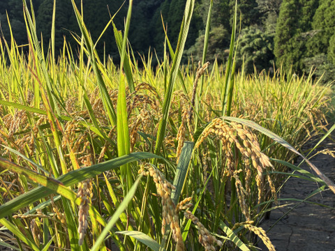 【令和7年新米】自然栽培ヒノヒカリ白米5Kg 栽培期間中農薬・肥料不使用