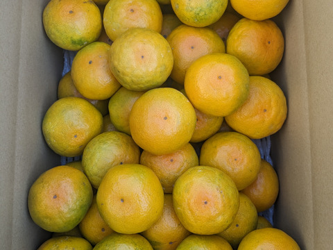 あじこい！由良のゆら早生みかん！】秀品 10kg Mサイズ 贈答用：和歌山