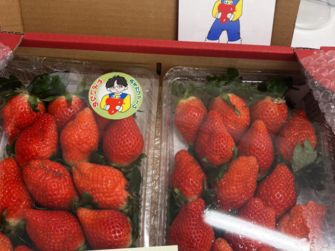 食べ納め やよいひめ こだわりの栽培で味が濃すぎるいちご 群馬県いちご品評会【金賞🥇】受賞1kg