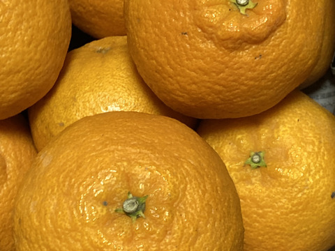 【味に自信あり】■3k箱■愛媛の不知火■家庭用■除草剤使用無　万田酵素散布■