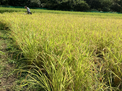 【令和７年新米】ササニシキ白米5kg☆天日干し自然栽培