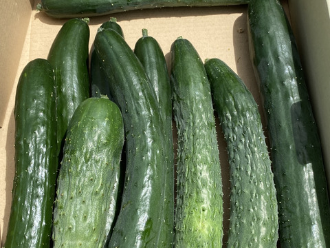 農薬を使っていないきゅうり　3種類　シャキットと八町きゅうりもあるよ