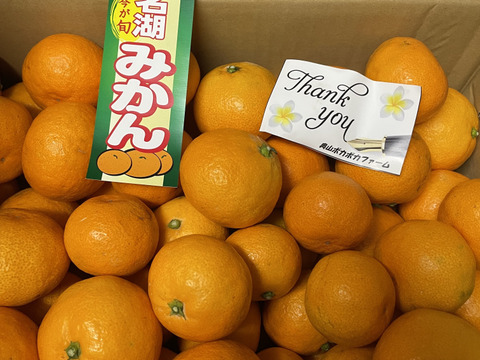上品 静岡奥浜名湖産太陽さんさん早生みかん7kg（興津）：静岡県産の 果物