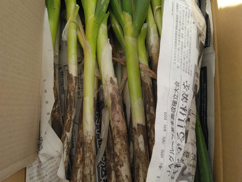 【破格のお値段！業務用向け】猛暑を乗り越えた甘みのある新鮮長ネギ（お徳用５kg・約３０〜４０本）