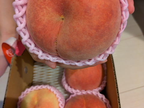 🍑さくら白桃　約1.5kg 5玉前後　9月上旬発送　希少な桃　【ASIAGAP認証農場：津軽農園】　安心・安全な桃　収穫した日に発送　家庭用　農家直送【朝どれ】