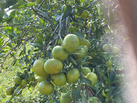 【自然栽培】早生みかん（2kg)