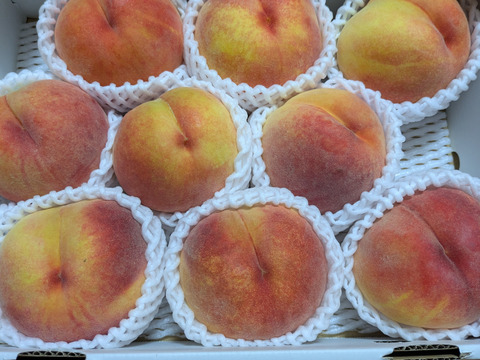 黄金桃（おうごんとう）お値下げ！now on sale【ご好評販売中】訳あり　ご家庭専用　　溢れる果汁が美味　黄肉の桃　　2.8キロ