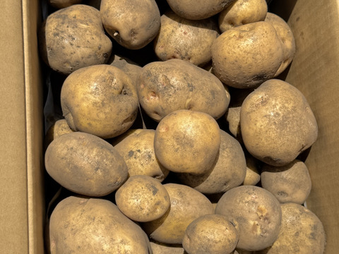 【福袋2025】農薬・化学肥料不使用 新じゃが 男爵 だんしゃく　ごろごろめいっぱい箱いっぱいにお入れしてお届け致します。7月上旬からご予約順に順次収穫して発送致します