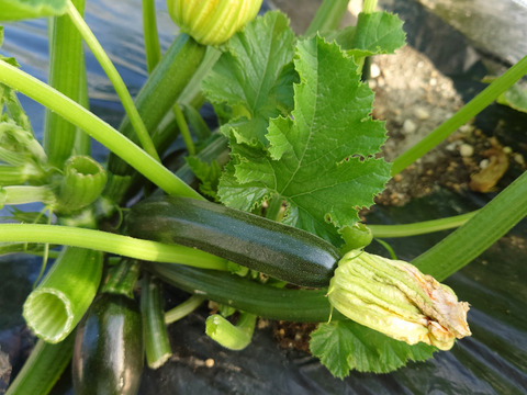 野菜ソムリエプロが作る旬の夏野菜セット
