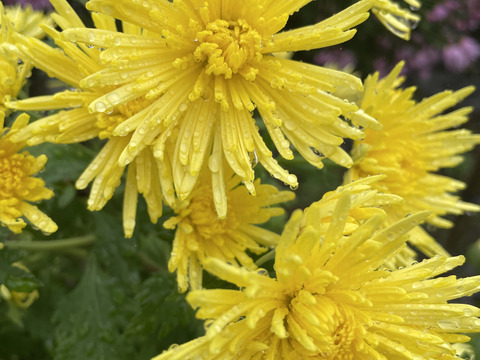 シャキシャキ！食用菊「もってのほか」400g前後
