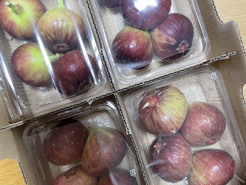 【ご家庭用】朝採りいちじく1箱