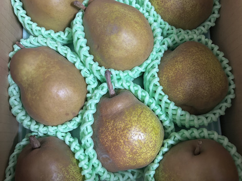 農薬節減!! [特秀]こだわりラフランス 山形県 2kg 6〜8玉 ギフトにも　[冬ギフト]