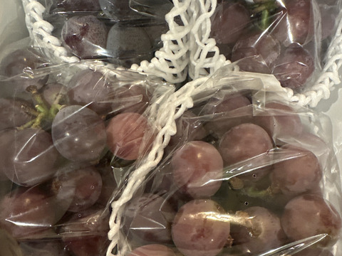 【今季最終】訳あり・ピオーネ🍇  約1.8kg【岡山県産】種なしぶどう【ニューピオーネ】