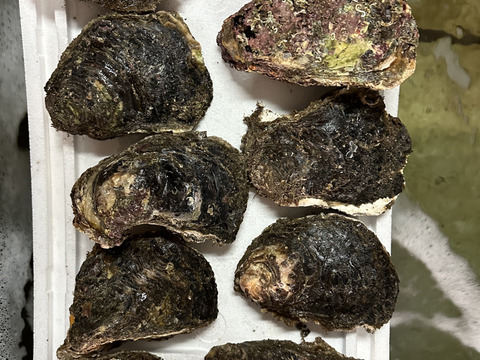 天然特大岩牡蠣　　　700gover