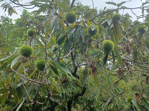 マロマロファームの栗  2L～3Lサイズ  1.2kg