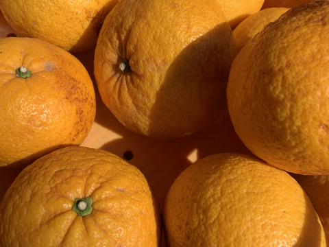 【訳あり】甘夏 約4キロ 訳あり甘夏 静岡沼津産甘夏 あまなつ 夏みかん 夏ミカン 果物 フルーツ 柑橘 果物 柑橘類 お土産 誕生日 母の日 父の日