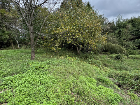 【期間限定　自然農法の恵み】大ぶりのどっしりした　干し柿用蜂屋柿はちや柿　18個以上お届け　
サービスで季節の野菜をお入れしてお届けいたします