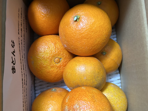 当店在庫してます！ まどんな 訳あり2kg 愛媛県産：愛媛県産のみかん・柑橘類｜食べ 果物