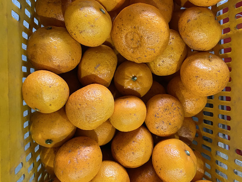 【農薬不使用】柑橘の王様せとか５ｋｇーサンプル糖度１２～１３度