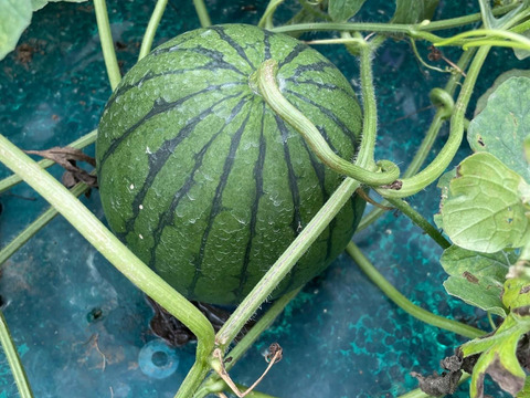 追加投稿！残り15玉！即終了！2025年150玉限定の自根栽培の激レアスイカ！シャリ！とした食感と水々しさ、汗と涙のロマンが詰まった希少価値のある金時の大玉スイカ（8kg）