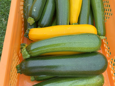 【新鮮でみずみずしい】京都産ズッキーニ　1kgセット（緑のみ4〜6本）