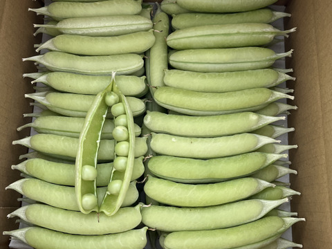 うすいえんどう(ウスイエンドウ) 和歌山の春をお届けします