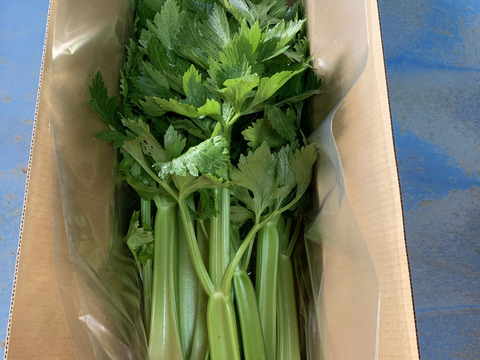 淡路島で栽培した色の濃いセロリ 兵庫県産 食べチョク 農家 漁師の産直ネット通販 旬の食材を生産者直送