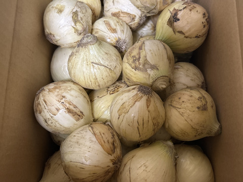 生で食べても甘く美味しい新玉ねぎ　5kg    S サイズ