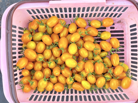 長野県産オレンジアイコトマト1kg