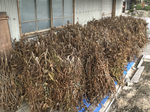 丹波篠山産　黒大豆（令和5年産）　500g
日本農業遺産認定の黒豆