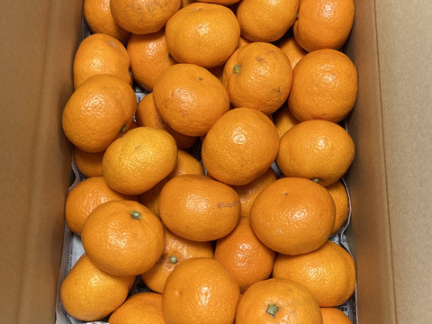 絶品‼️【蔵出し年越し貯蔵】小玉3キロ　有田みかん