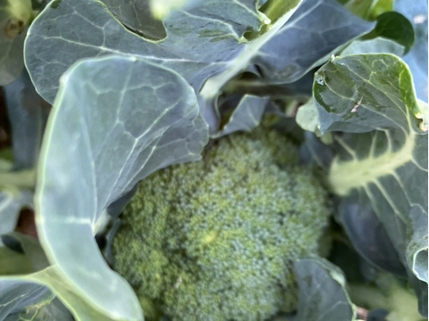 茎まで美味しいブロッコリー　10玉