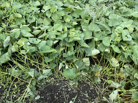 【定番福袋】もりもりお芋野菜セット 農薬不使用で育てたお芋 さつまいもと里芋4kg以上　採れたて葉物野菜もサービスでお届け致します。