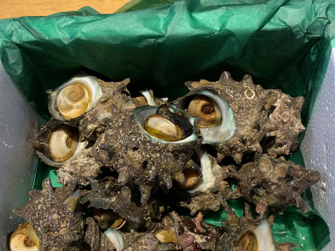 活き活き!!
小泊産天然サザエ1kg