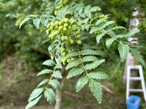 【ラスト】愛知県豊田市旭産 山椒の実 100g　※皮は緑ですが種は黒いです。