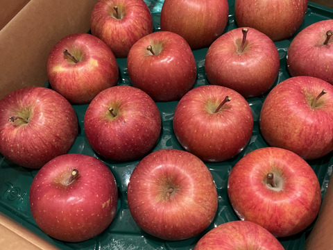 葉とらずサンふじ10k家庭用