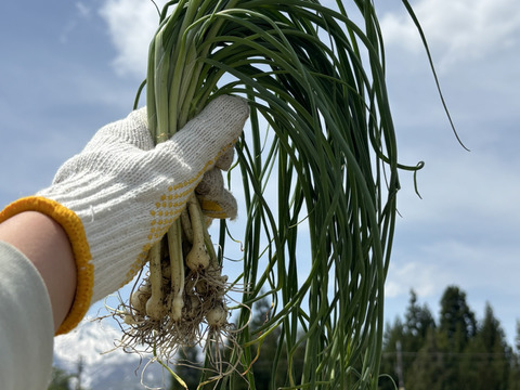 期間限定　雪解け　土付き天然のびろ　のびる　300g