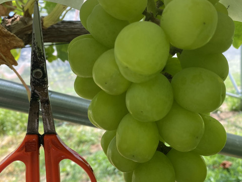 特別栽培ぶどう雄宝♡山形県産♡上品な甘さをお届け♡