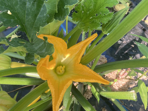 1kg4〜6本入り緑ズッキーニ!