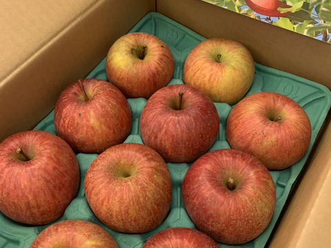 【完売】葉とらずふじ 当園の１番人気りんご！ 2.5kg (6〜12玉)