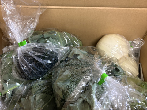 淡路島　ブロッコリー３株