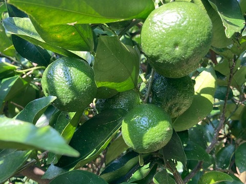 自然栽培　花柚子　柚子　ゆず　5kg