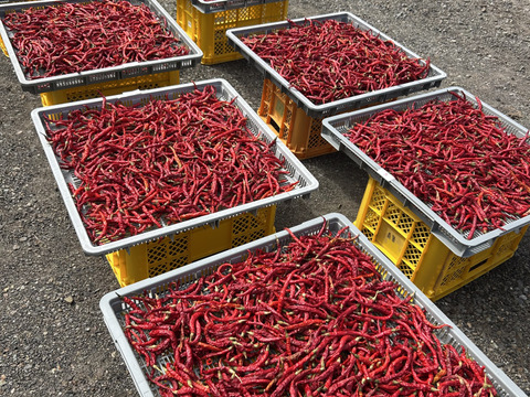 お値段以上に辛っ🔥でもうまっ
🌶️乾燥赤唐辛子🌶20g【岐阜県郡上市産】