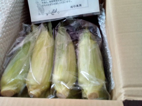 《予約販売開始!!》6/20前後～順次発送開始✩ 美味しい野菜で楽しい食卓を！コーンミュニケーション(^-^)🌽朝採りとうもろこしゴールドラッシュ８本