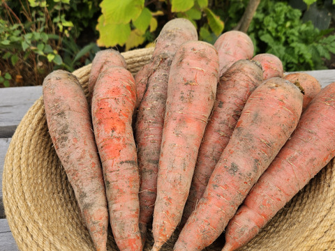 木須農園産　甘いにんじん（京くれない人参）　　　10kg