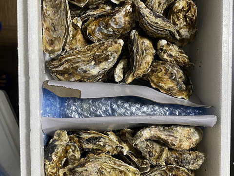【セット品で5kg】 剥き身500g+殻付き牡蠣普通サイズ 2.5kg（目安23個）+小さめ殻付き牡蠣SSサイズ2kg（目安40個）松島牡蠣屋 生牡蠣 生食