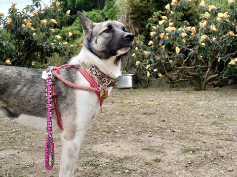 選果落ち【露地びわ】1,800g加工向き
