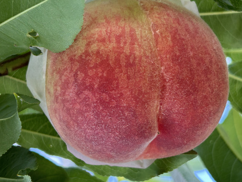 サッパリとした甘み！日川白鳳　（ご家庭用1.2kg）