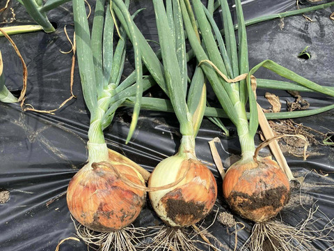 農薬及び化学肥料不使用の玉ねぎ２Kg　長野県山形村産